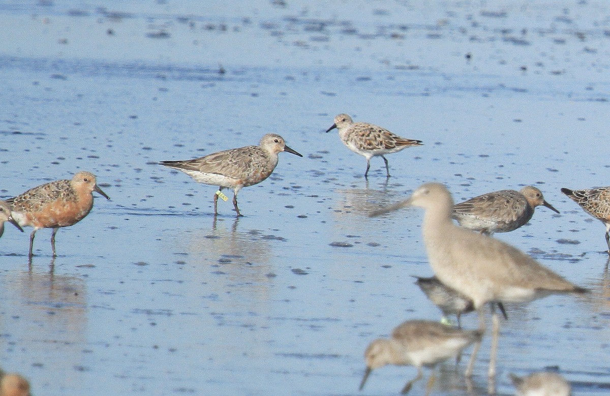 Red Knot - ML618405859