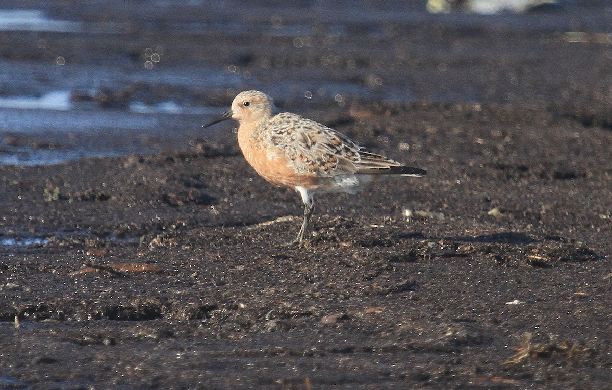 Red Knot - ML618405860