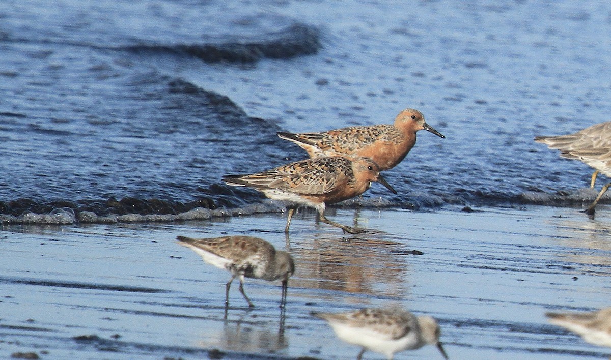 Red Knot - ML618405861