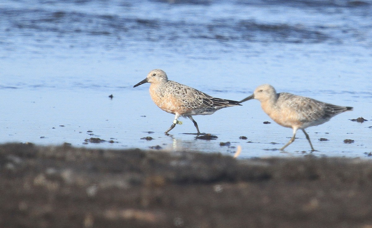 Red Knot - ML618405863