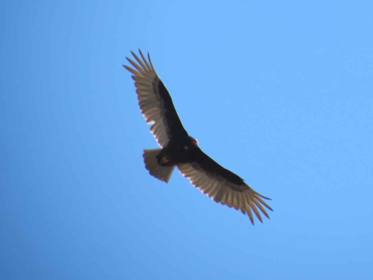 Turkey Vulture - Elisabeth Delisle