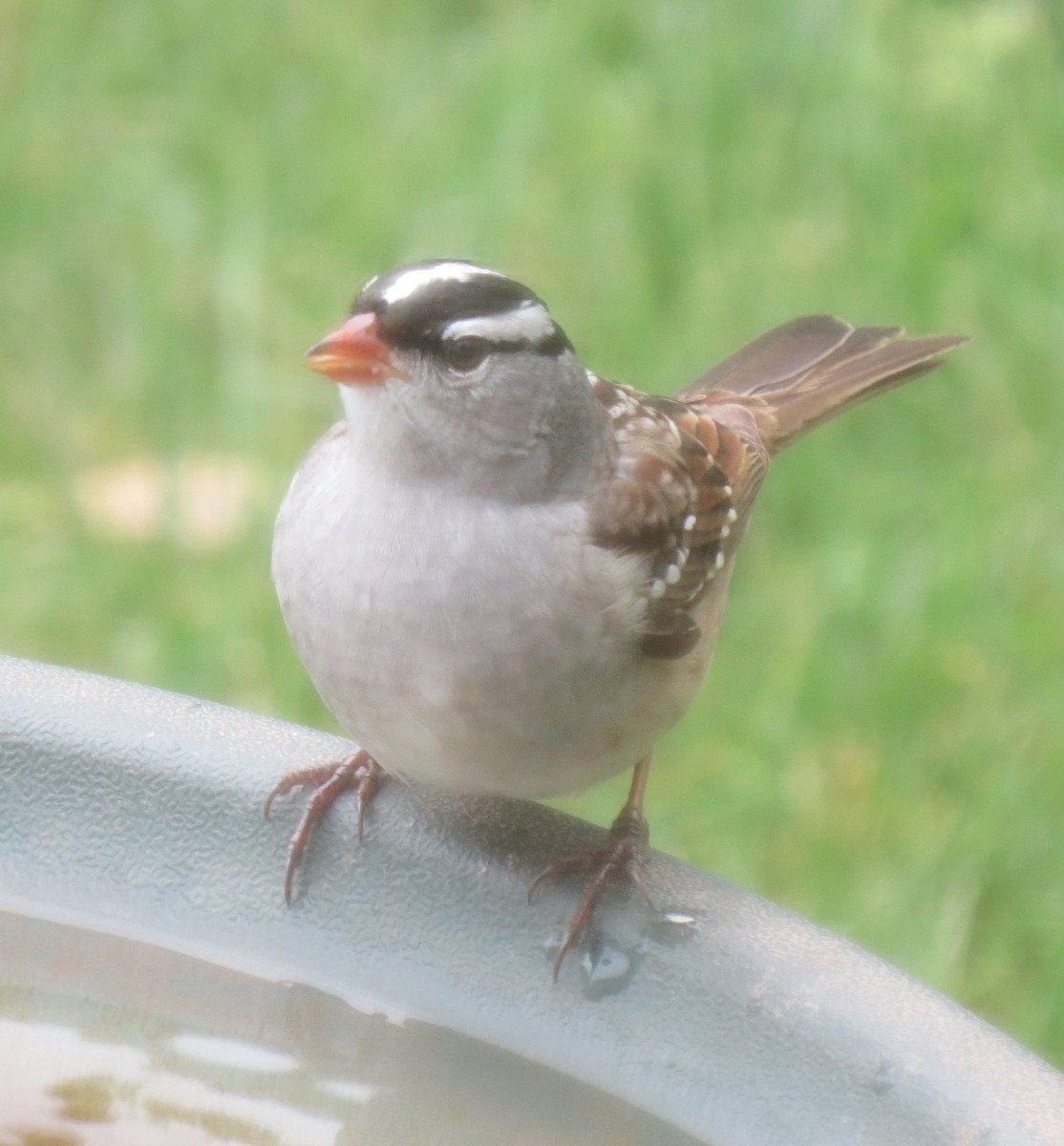 White-crowned Sparrow - ML618405935