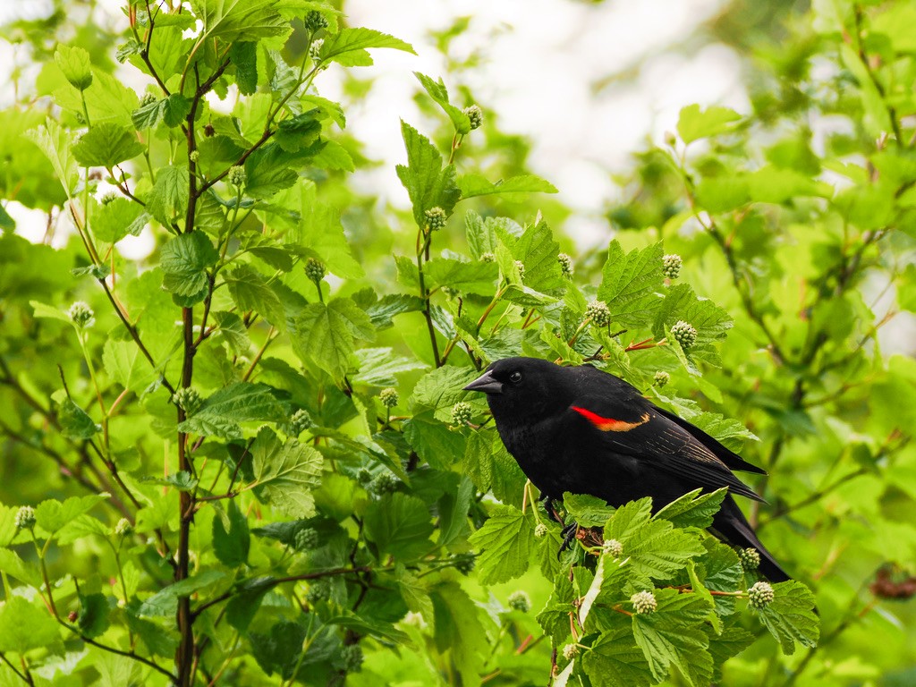 Red-winged Blackbird - Britta Anson
