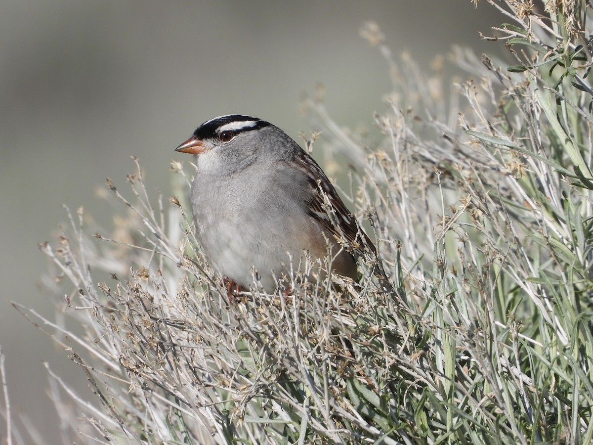 White-crowned Sparrow - ML618405982