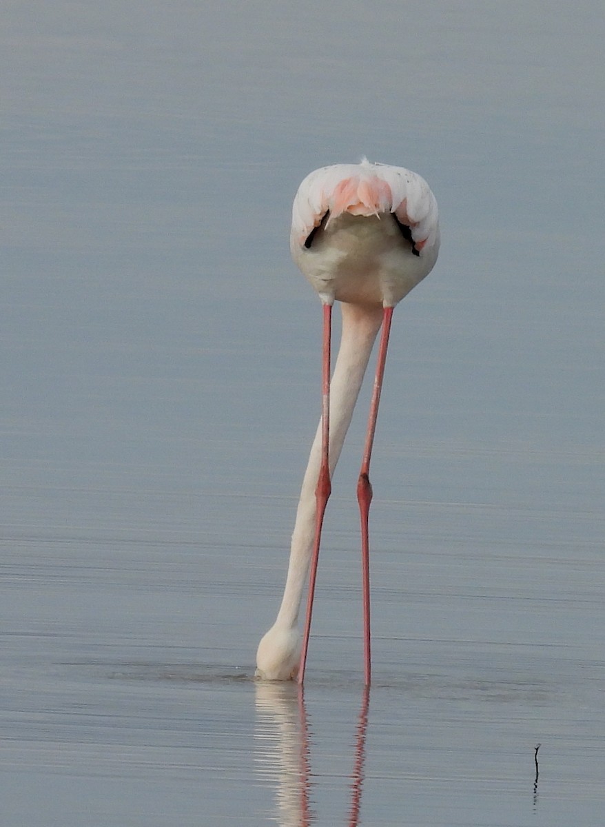 Greater Flamingo - ML618405986