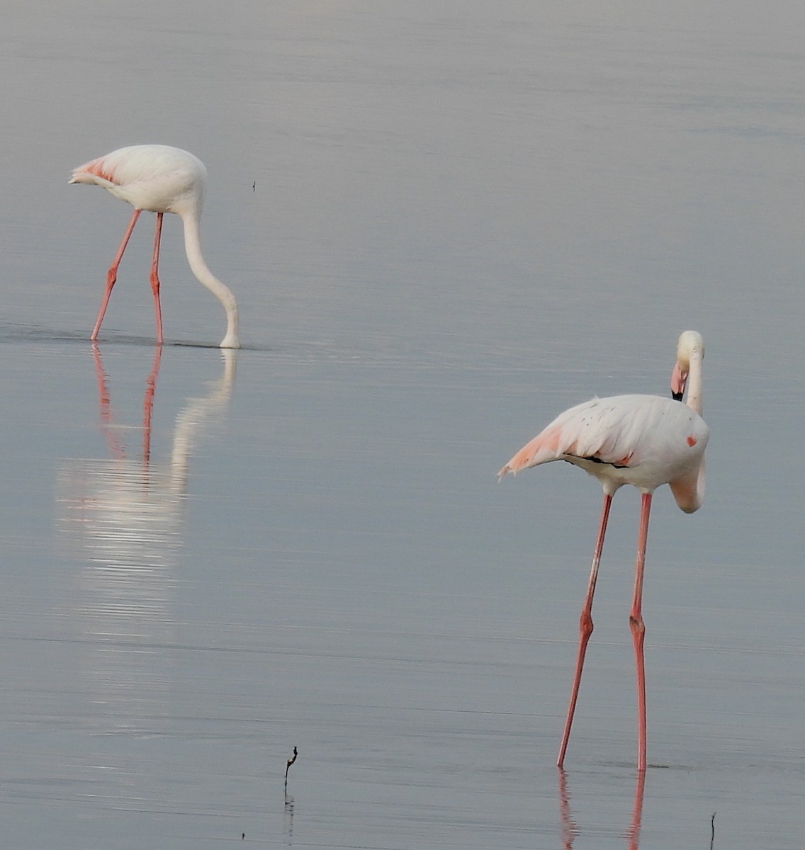 Greater Flamingo - ML618405987