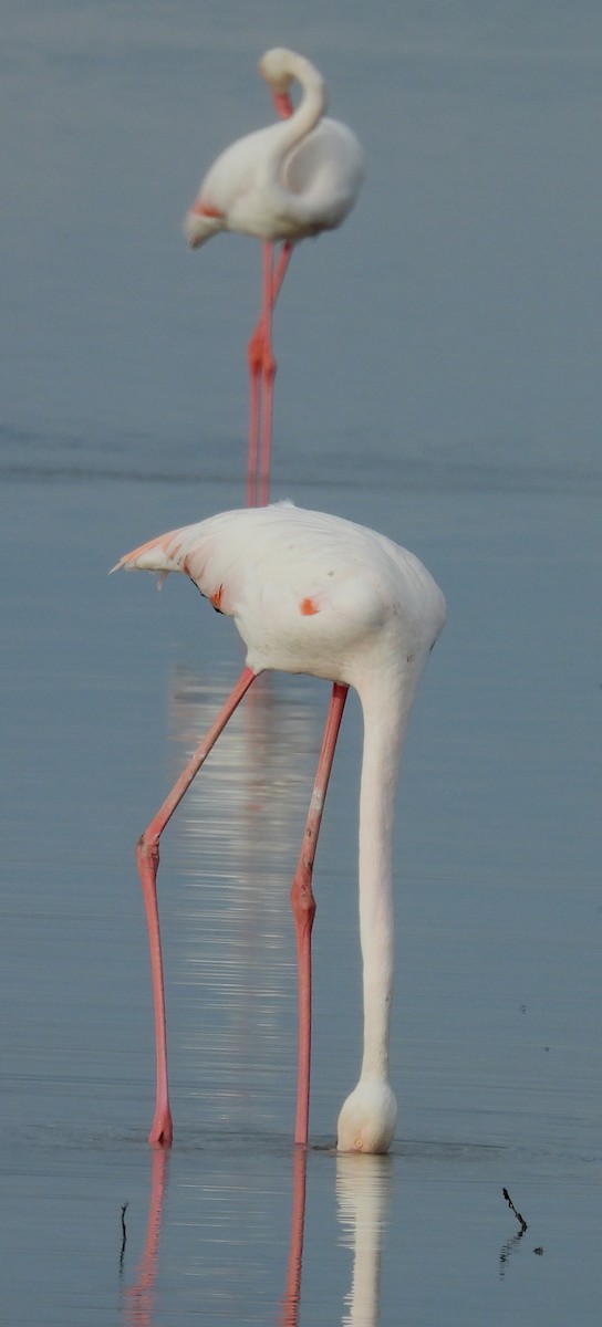 Greater Flamingo - ML618405988