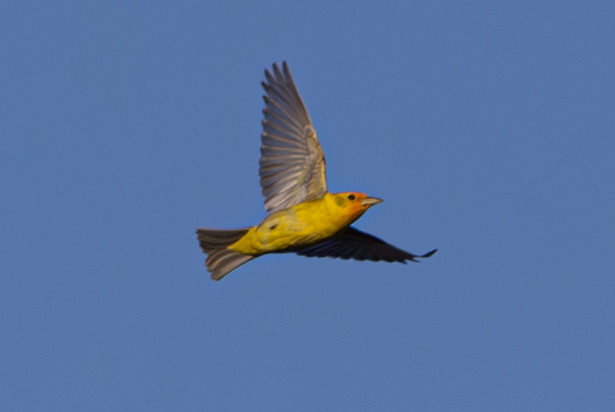 Western Tanager - ML618405991