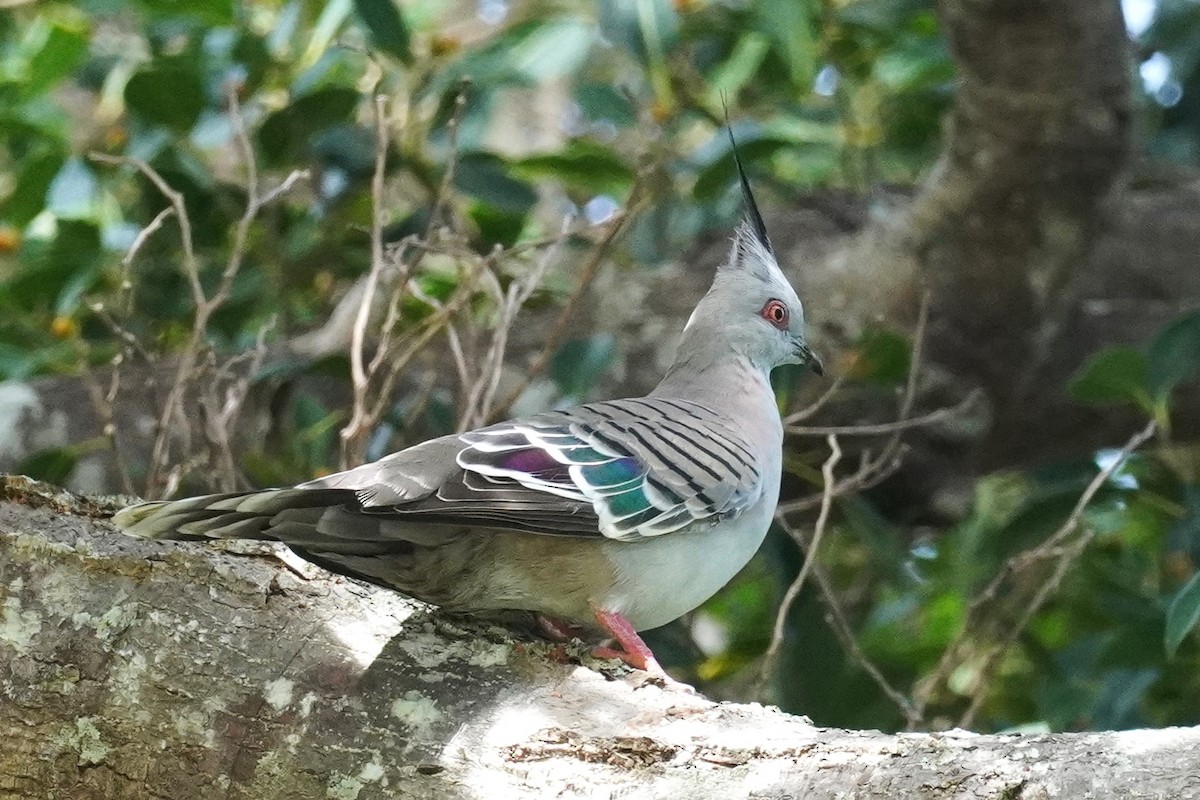 Crested Pigeon - ML618406014