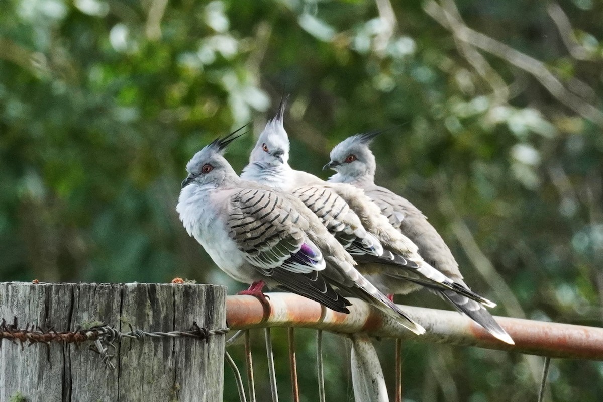 Crested Pigeon - ML618406015