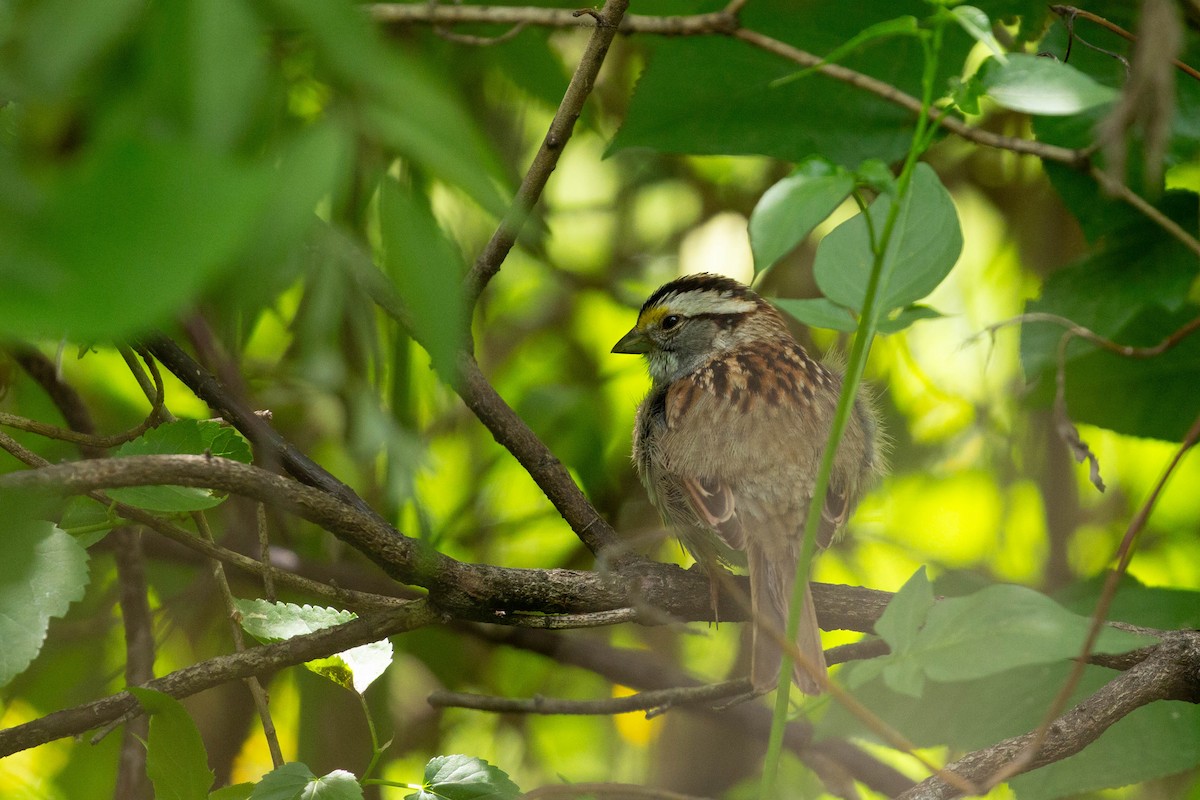 White-throated Sparrow - ML618406024