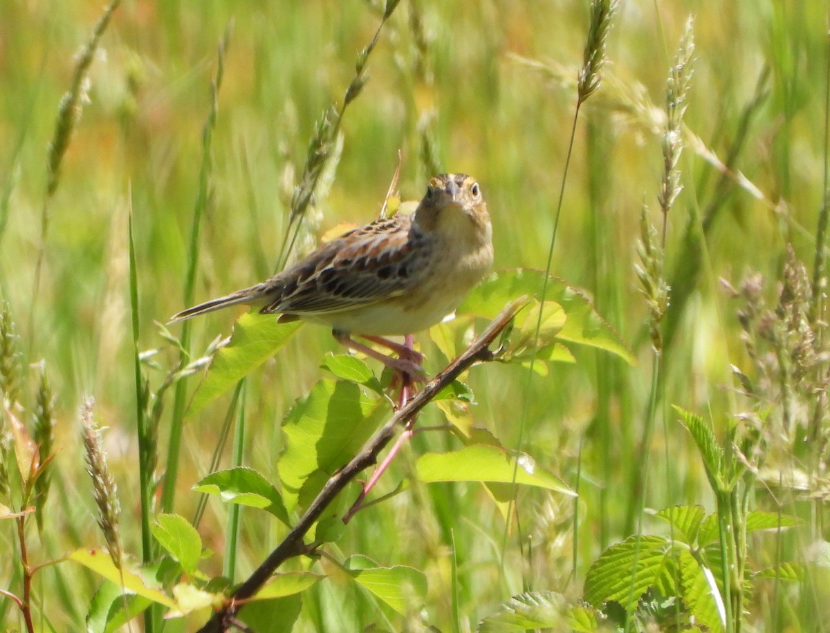 Grasshopper Sparrow - ML618406053
