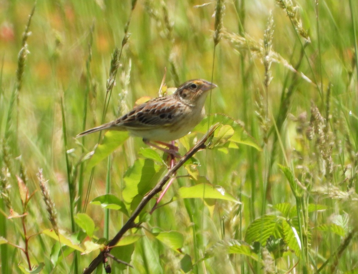 Grasshopper Sparrow - ML618406054