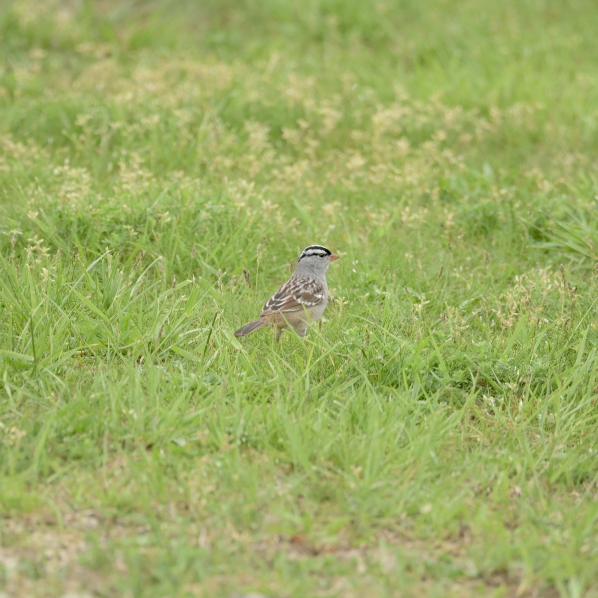 White-crowned Sparrow - ML618406075