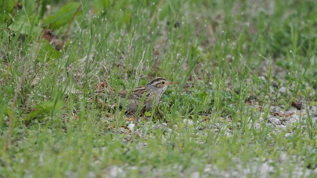 Clay-colored Sparrow - ML618406106