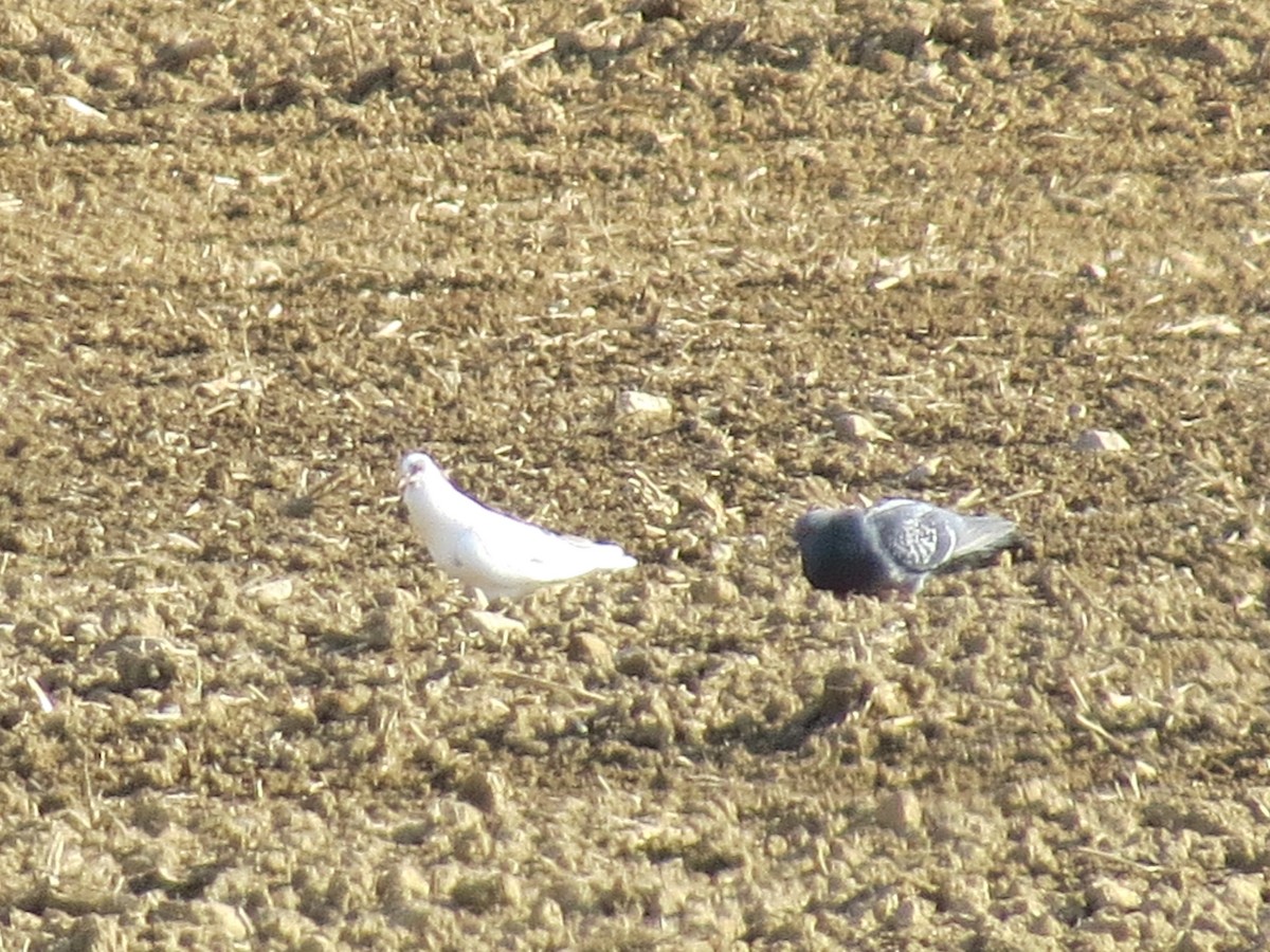 Rock Pigeon (Feral Pigeon) - ML618406130