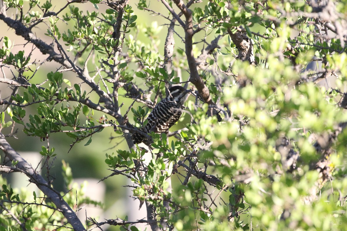 Striped Woodpecker - Aaron David