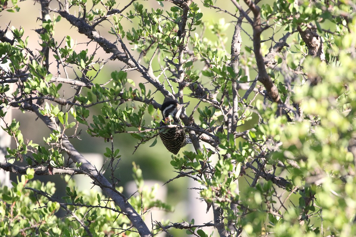 Striped Woodpecker - ML618406164