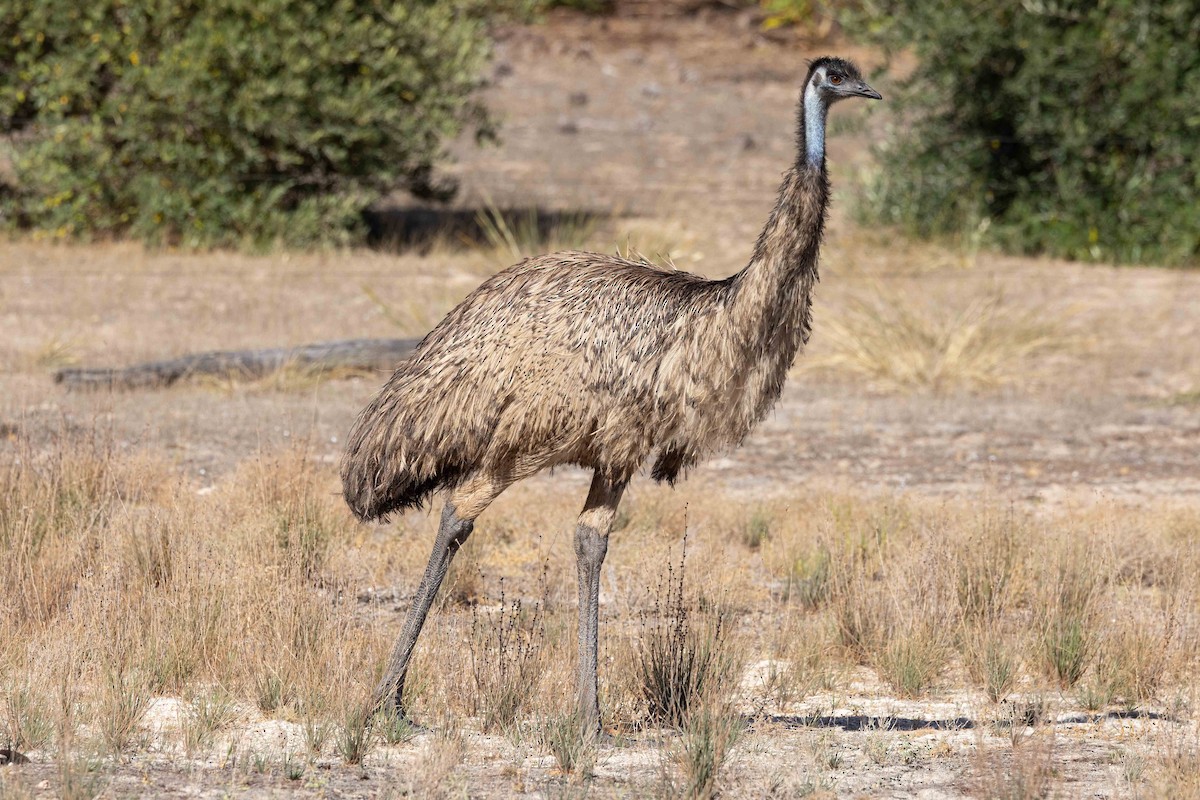 Emu - ML618406179