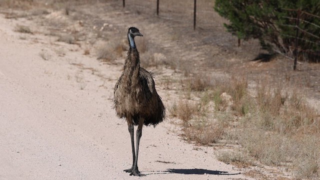 emu hnědý - ML618406181