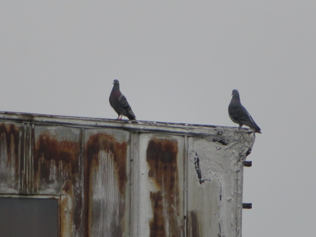 Rock Pigeon (Feral Pigeon) - ML618406209