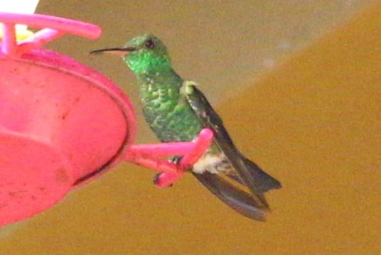 kolibřík Canivetův - ML618406250