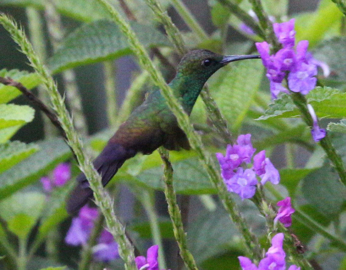 Blue-vented Hummingbird - Susan Hunter
