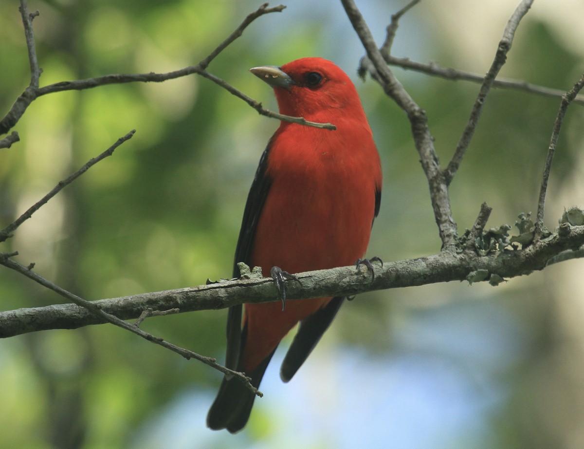 Scarlet Tanager - ML618406257