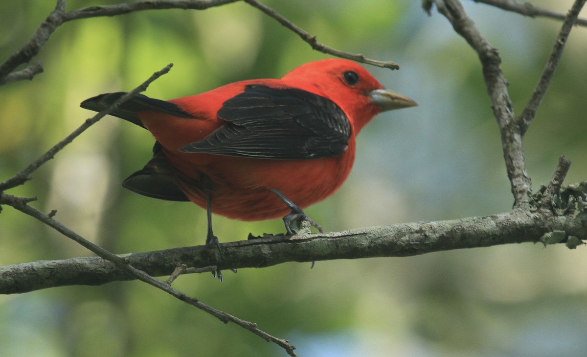 Scarlet Tanager - ML618406258