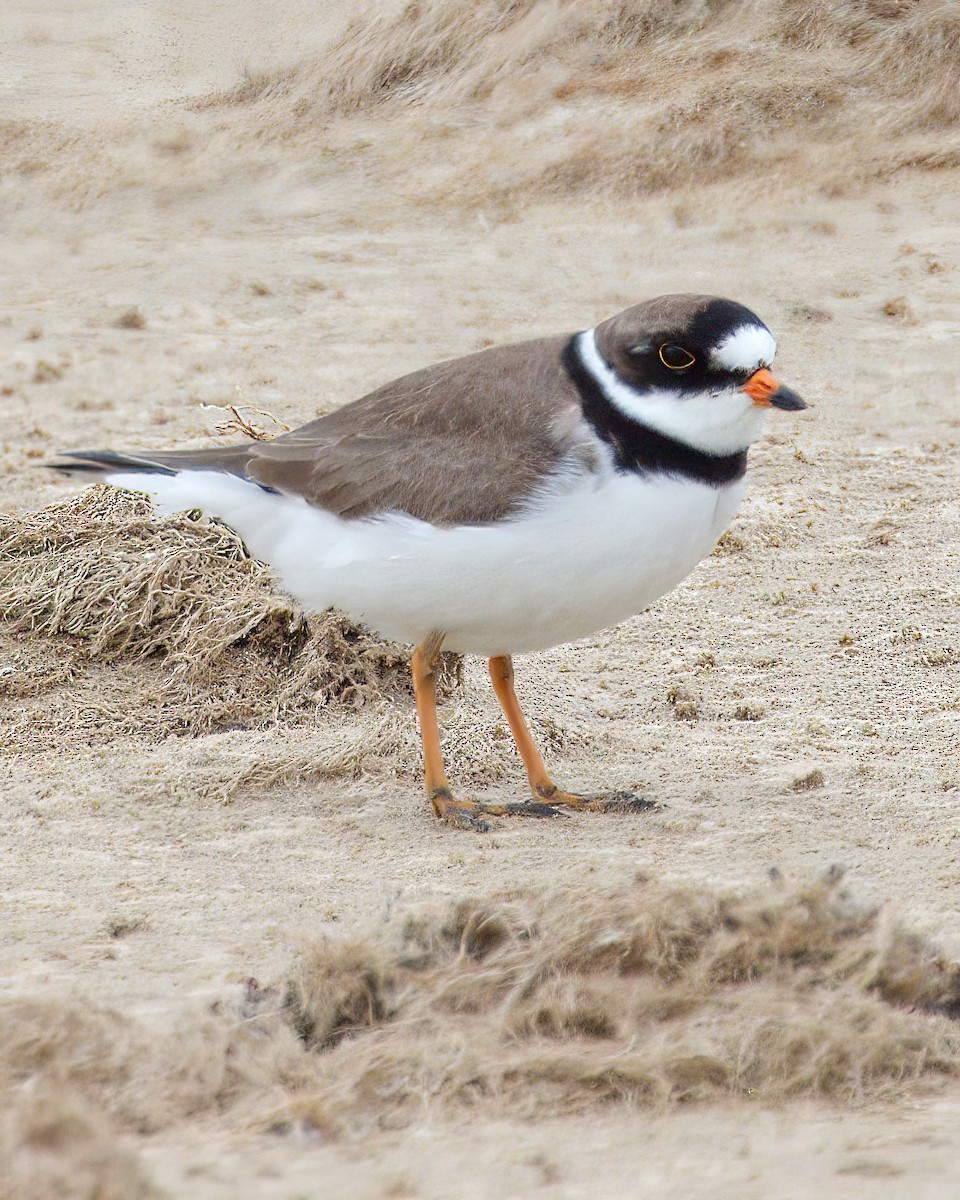 Semipalmated Plover - ML618406292