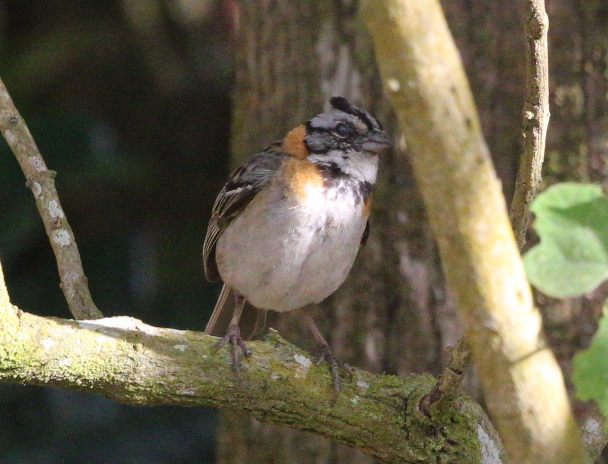 Rufous-collared Sparrow - ML618406300
