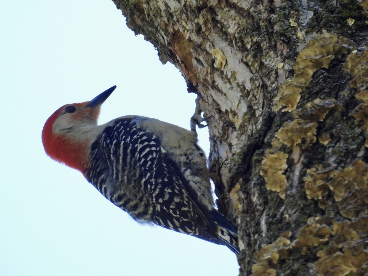 Red-bellied Woodpecker - ML618406302