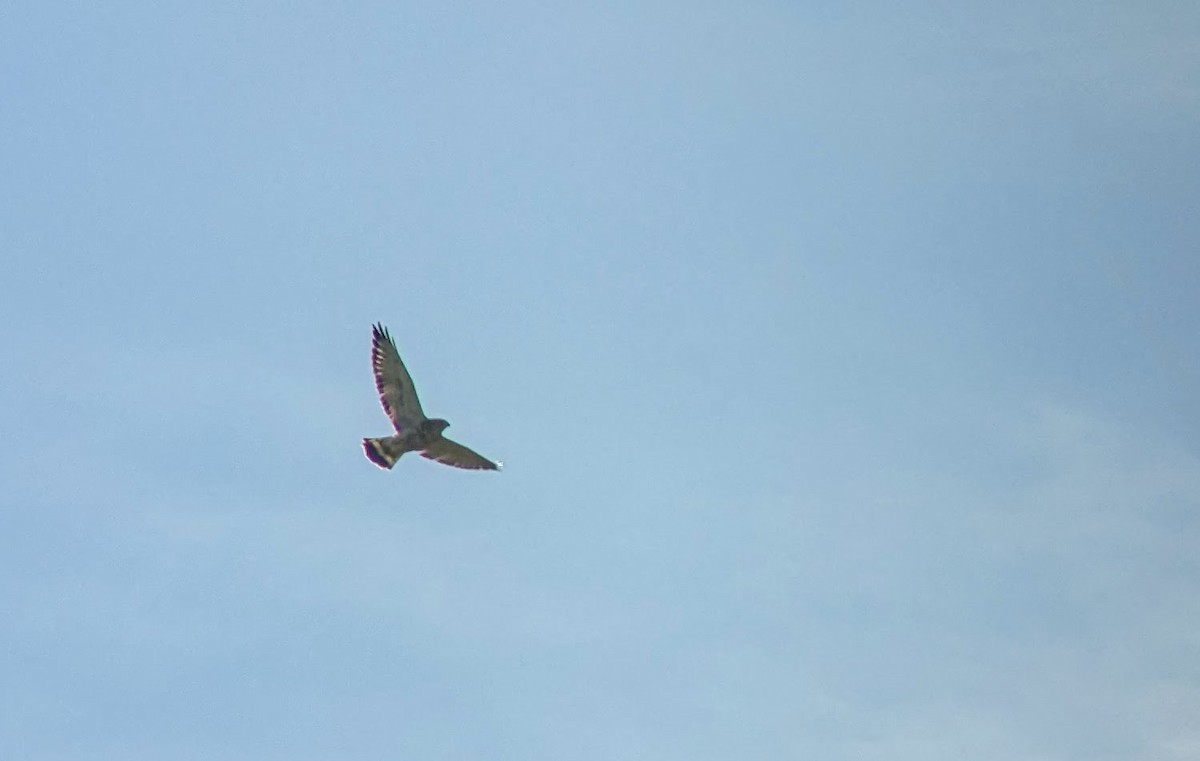 Broad-winged Hawk - ML618406311