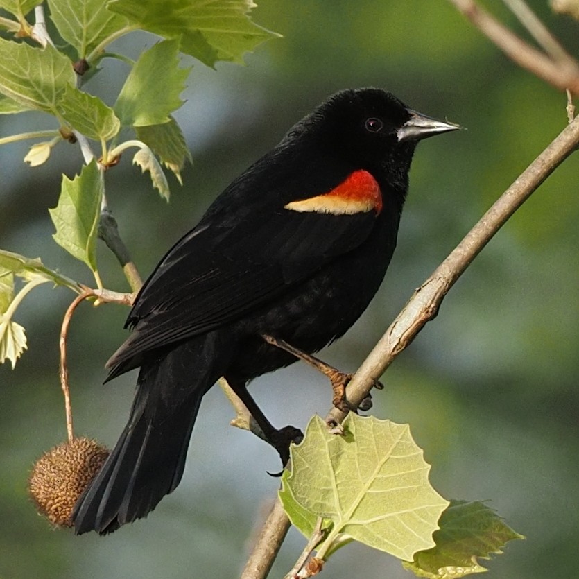 Red-winged Blackbird - Milton Paul