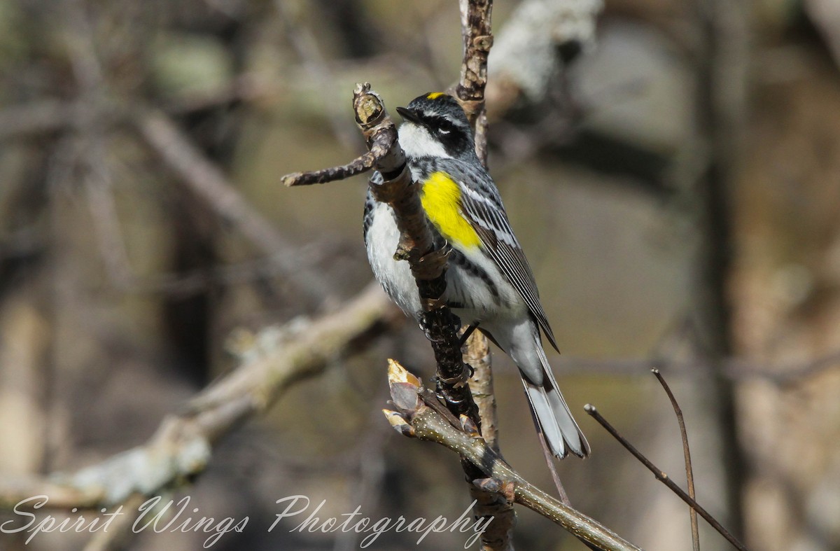 Yellow-rumped Warbler (Myrtle) - ML618406342