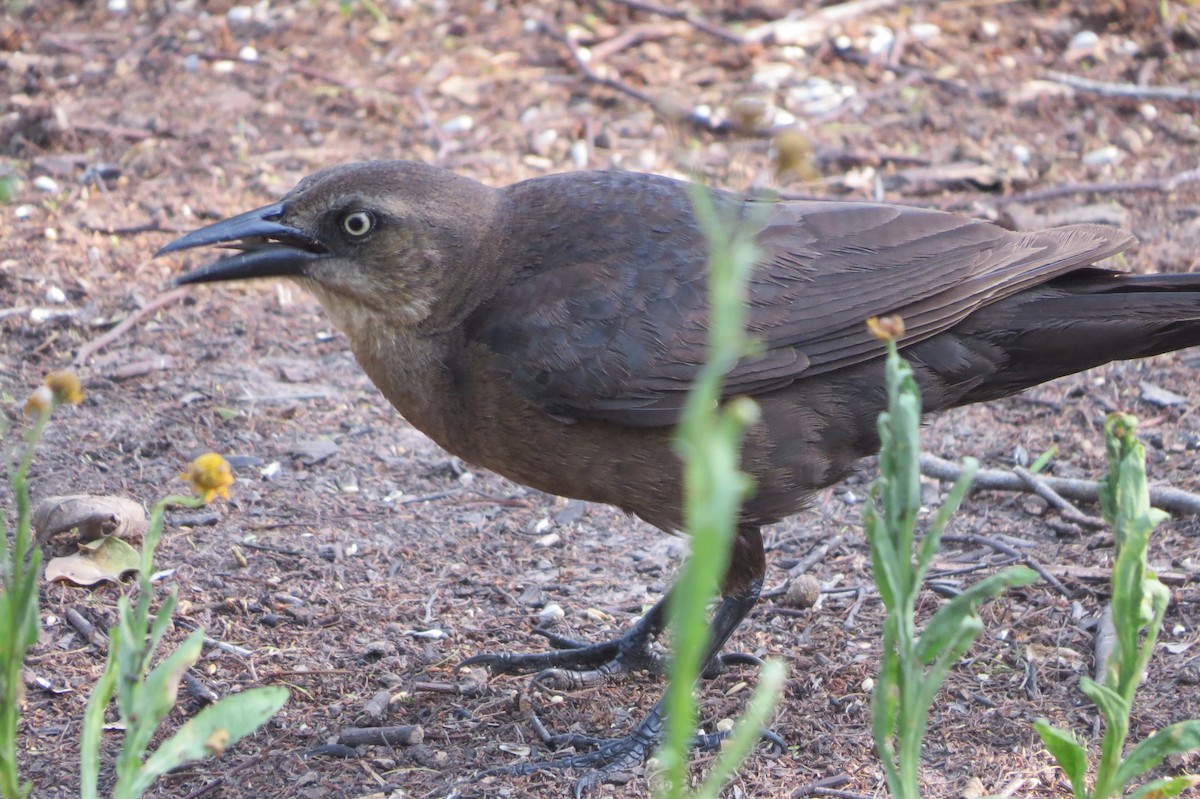 Great-tailed Grackle - ML618406353