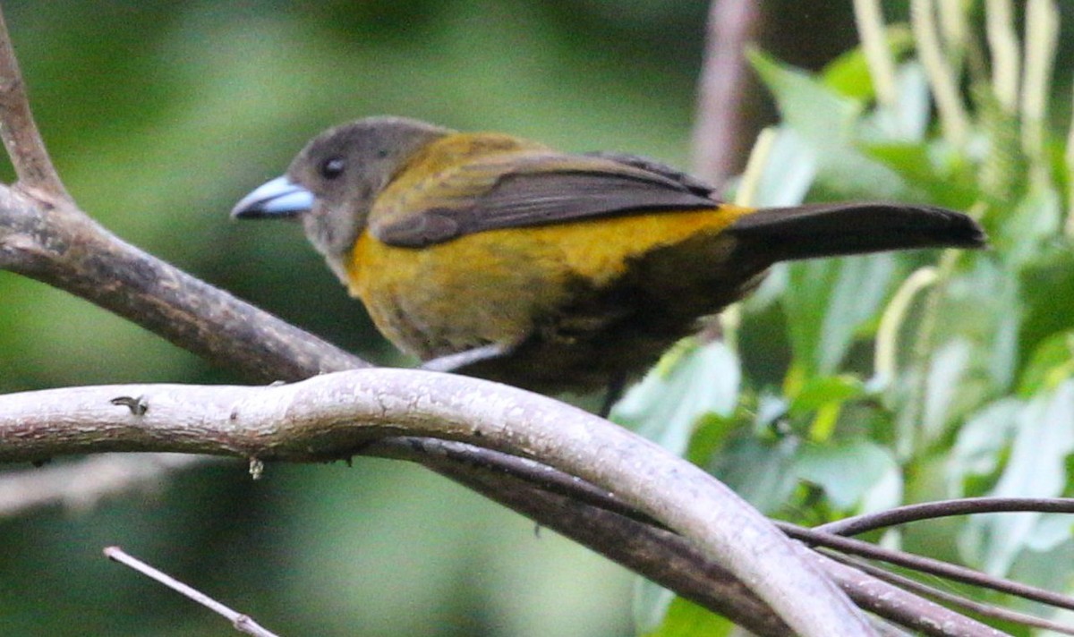 Scarlet-rumped Tanager - ML618406360