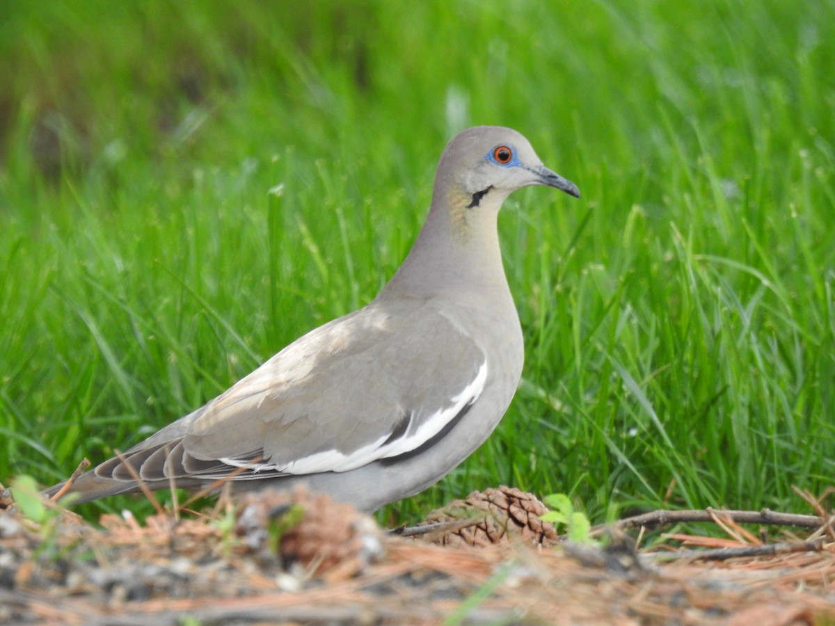 White-winged Dove - ML618406422