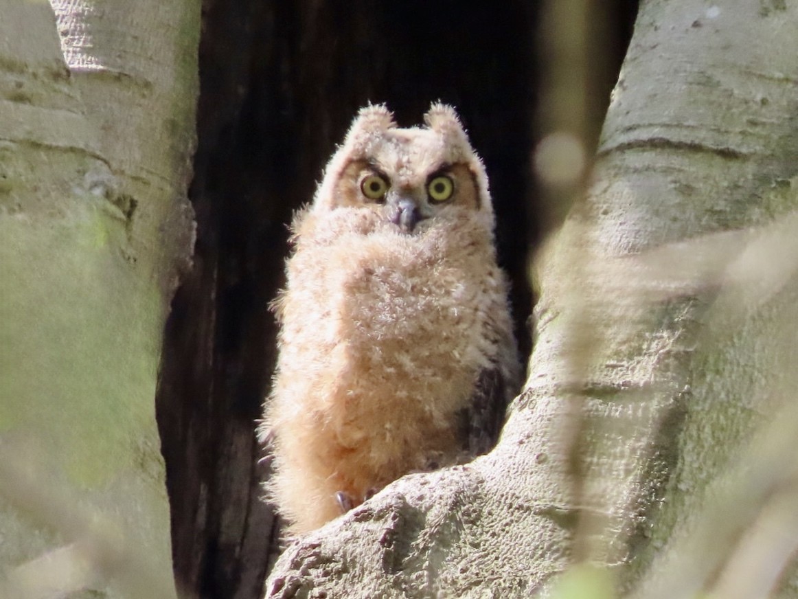 Great Horned Owl - ML618406451