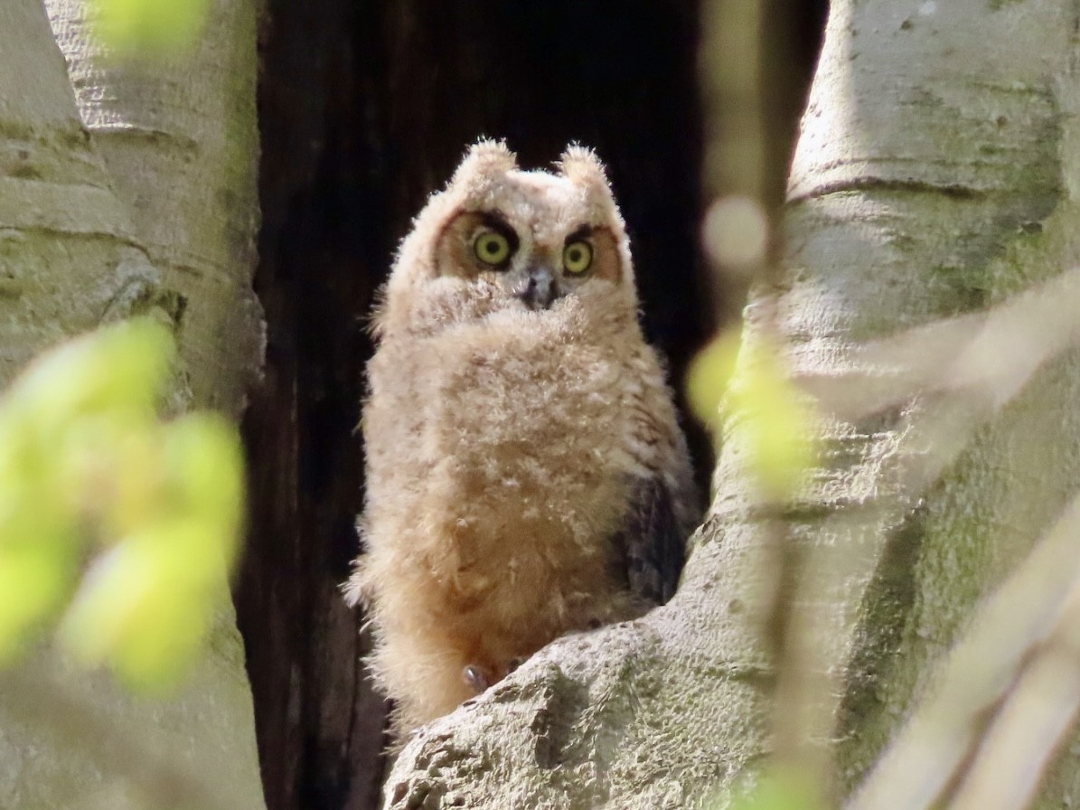 Great Horned Owl - ML618406452