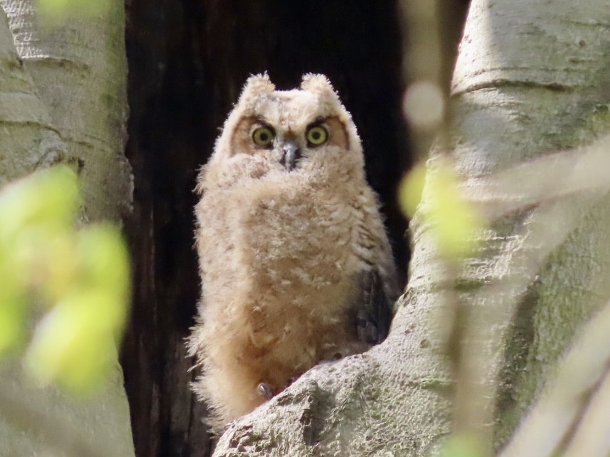 Great Horned Owl - ML618406453