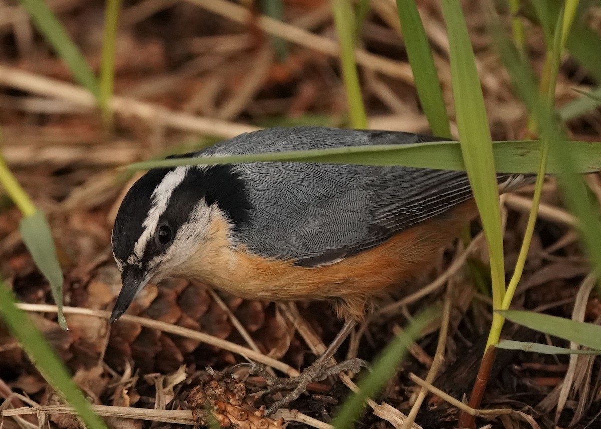 Red-breasted Nuthatch - ML618406475