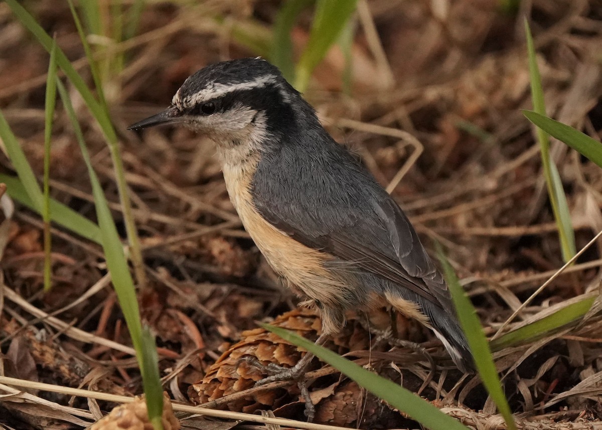 Red-breasted Nuthatch - ML618406476