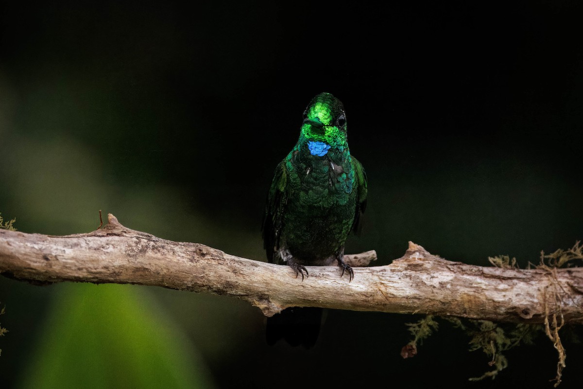 Green-crowned Brilliant - Hans Wohlmuth