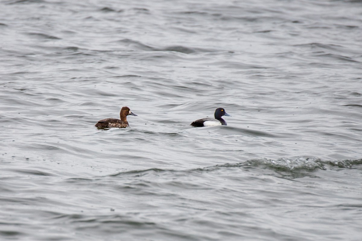 Greater Scaup - ML618406532