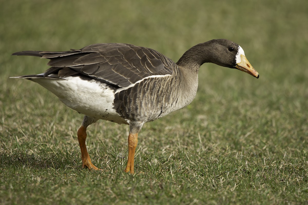 Greater White-fronted Goose - ML618406537