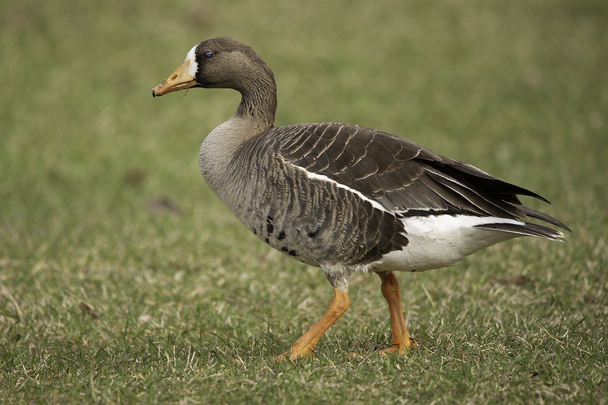 Greater White-fronted Goose - ML618406543