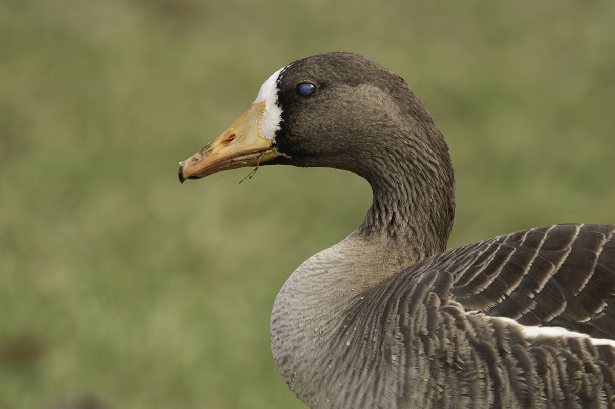 Greater White-fronted Goose - ML618406548