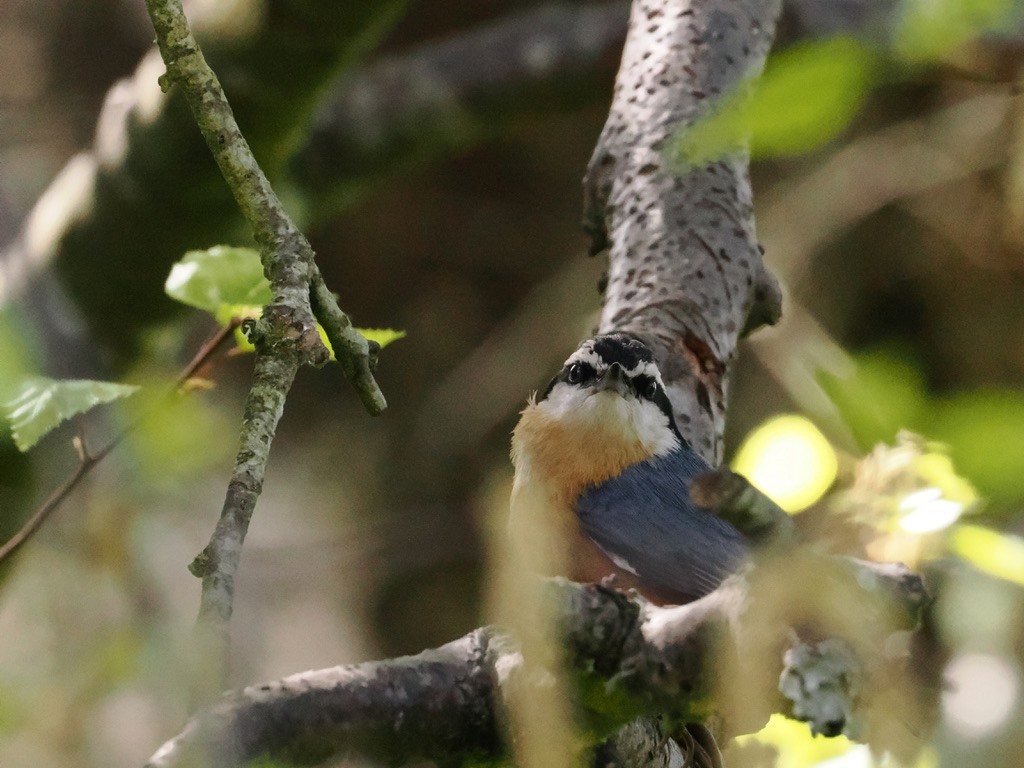 Red-breasted Nuthatch - ML618406560