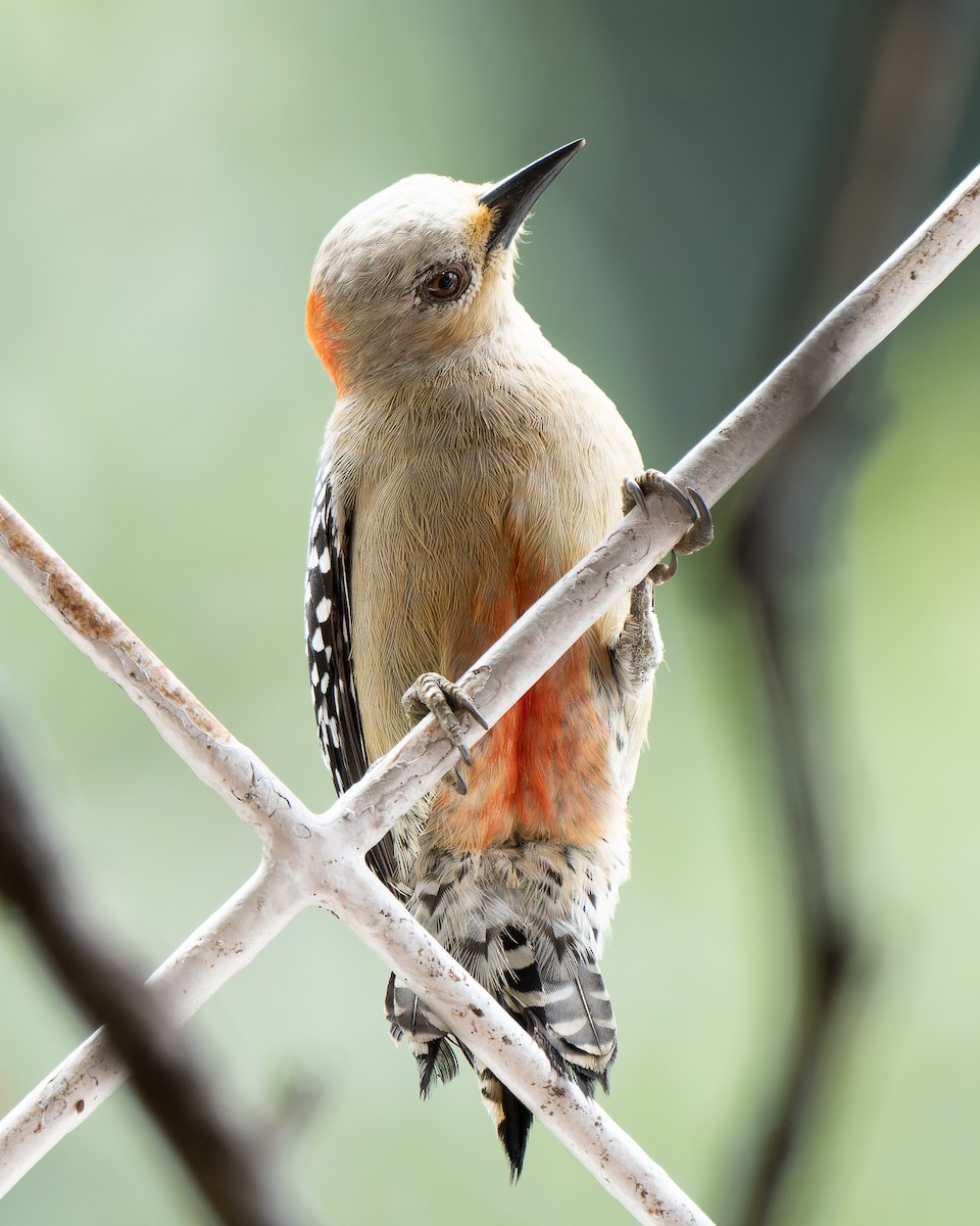 Red-crowned Woodpecker - ML618406576